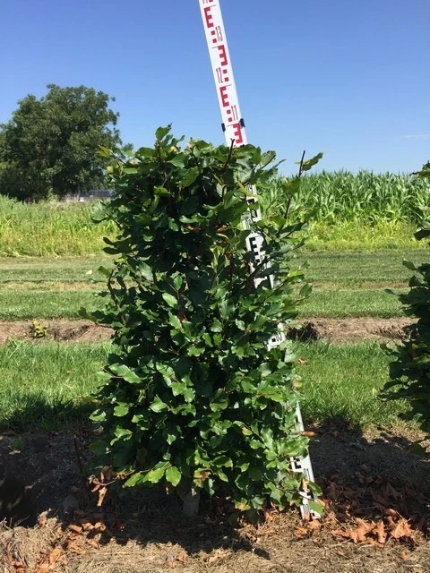 Beukenhaag Als Haagelement (Fagus Sylvatica) 4 Beukenhaag Als Haagelement (Fagus Sylvatica) - Afbeelding 4