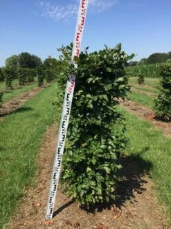Beukenhaag Als Haagelement (Fagus Sylvatica) 16 Beukenhaag Als Haagelement (Fagus Sylvatica) -Tuinplantenwinkel fagus sylvatica h125x50x50 cm 2