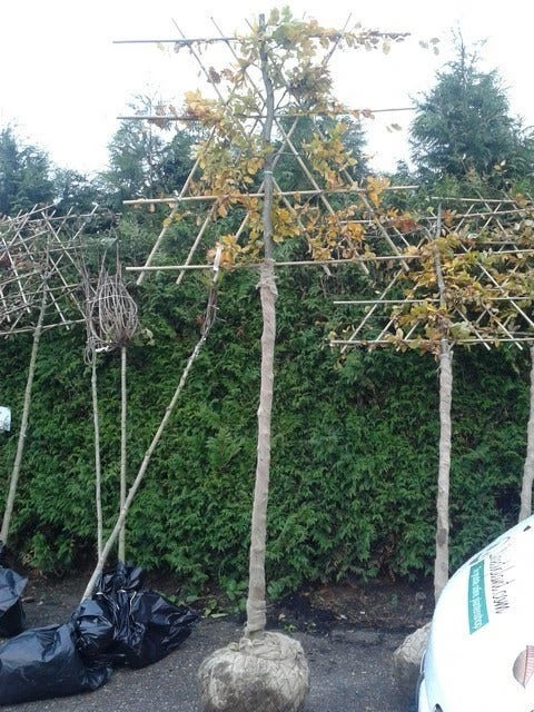 Groene Beuk Als Leiboom (Fagus Sylvatica) 3 Groene Beuk Als Leiboom (Fagus Sylvatica) - Afbeelding 3