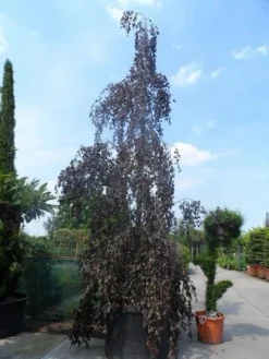 Rode Treurbeuk (Fagus Sylvatica 'Purpurea Pendula') 6 Rode Treurbeuk (Fagus Sylvatica 'Purpurea Pendula') -Tuinplantenwinkel fagus sylvatica purpurea pendula 600 700 800 c1000