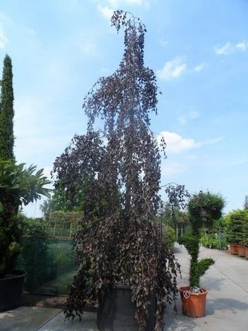Rode Treurbeuk (Fagus Sylvatica 'Purpurea Pendula') 3 Rode Treurbeuk (Fagus Sylvatica 'Purpurea Pendula') - Afbeelding 3