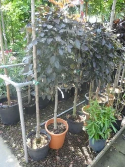 Rode Treurbeuk (Fagus Sylvatica 'Purpurea Pendula') 7 Rode Treurbeuk (Fagus Sylvatica 'Purpurea Pendula') -Tuinplantenwinkel fagus sylvatica purpurea pendula halfstam c20