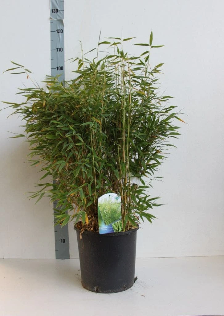 Niet Woekerende Bamboe (Fargesia Murieliae) 2 Niet Woekerende Bamboe (Fargesia Murieliae) - Afbeelding 2