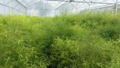 Bamboe (Fargesia Rufa) -Tuinplantenwinkel fargesia 1