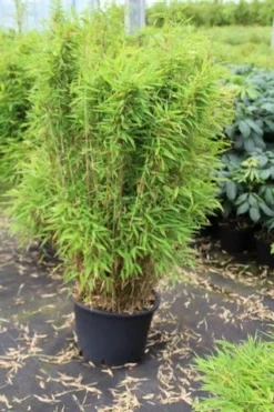 Niet Woekerende Bamboe (Fargesia Robusta) 28 Niet Woekerende Bamboe (Fargesia Robusta) -Tuinplantenwinkel fargesia 1