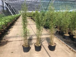 Niet Woekerende Bamboe (Fargesia 'Jiuzhaigou') -Tuinplantenwinkel fargesia 2 1