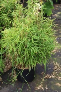 Niet Woekerende Bamboe (Fargesia Robusta) -Tuinplantenwinkel fargesia 2 1