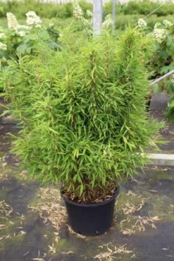 Niet Woekerende Bamboe (Fargesia Robusta) -Tuinplantenwinkel fargesia 3 1