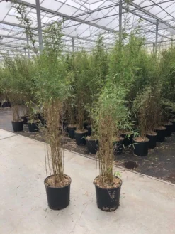 Niet Woekerende Bamboe (Fargesia 'Jiuzhaigou') -Tuinplantenwinkel fargesia jiu 1