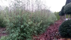 Niet Woekerende Bamboe (Fargesia 'Jiuzhaigou') -Tuinplantenwinkel fargesia jiuzaghou 4 1