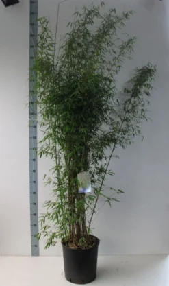Niet Woekerende Bamboe (Fargesia 'Jiuzhaigou') -Tuinplantenwinkel fargesia juizhaigo 125 150 co. 18l kopie kopie