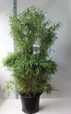 Niet Woekerende Bamboe (Fargesia Murieliae 'Jumbo') -Tuinplantenwinkel fargesia m super jumbo 125 150 co. 30l kopie 1