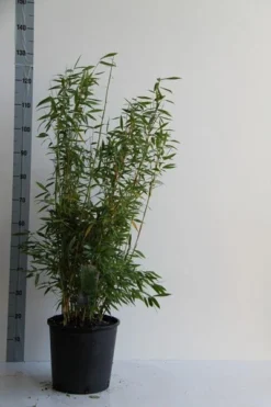 Niet Woekerende Bamboe (Fargesia 'Dino') -Tuinplantenwinkel fargesia mur. dino 80 100 cm co. 12l v 2