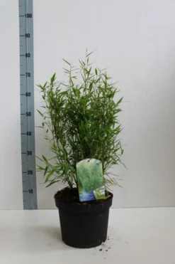 Niet Woekerende Bamboe (Fargesia Murieliae 'Bimbo') -Tuinplantenwinkel fargesia mur bimbo 40 60 co. 5l kopie 1