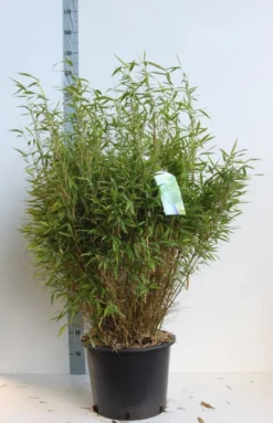 Niet Woekerende Bamboe (Fargesia Murieliae 'Bimbo') -Tuinplantenwinkel fargesia mur bimbo 80 100 cm co. 25l kopie