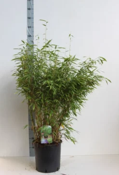 Niet Woekerende Bamboe (Fargesia Murieliae 'Jumbo') -Tuinplantenwinkel fargesia mur super jumbo 80 100 cm co. 12l. kopie