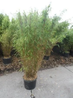 Niet Woekerende Bamboe (Fargesia Murieliae 'Jumbo') -Tuinplantenwinkel fargesia murieliae jumbo 150 175 c25