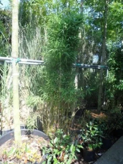 Niet Woekerende Bamboe (Fargesia Murieliae 'Jumbo') -Tuinplantenwinkel fargesia murieliae jumbo 175 200 c35