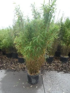 Niet Woekerende Bamboe (Fargesia Murieliae 'Simba') -Tuinplantenwinkel fargesia murieliae simba 125 150 c20 1