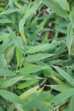 Niet Woekerende Bamboe (Fargesia Murieliae 'Simba') -Tuinplantenwinkel fargesia murieliae simba 1 1