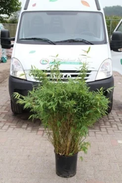 Niet Woekerende Bamboe (Fargesia Murieliae 'Simba') -Tuinplantenwinkel fargesia murieliae simba 2 1