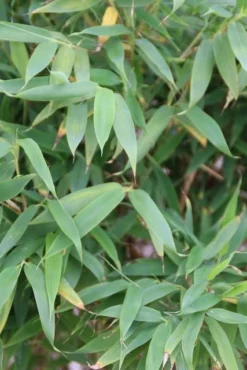 Niet Woekerende Bamboe (Fargesia Murieliae 'Simba') -Tuinplantenwinkel fargesia murieliae simba 3