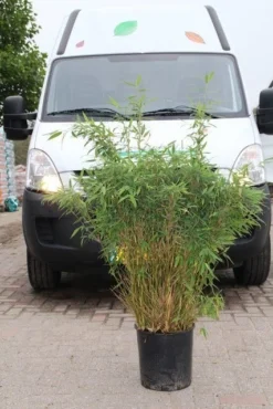 Niet Woekerende Bamboe (Fargesia Murieliae 'Simba') -Tuinplantenwinkel fargesia murieliae simba 4 1