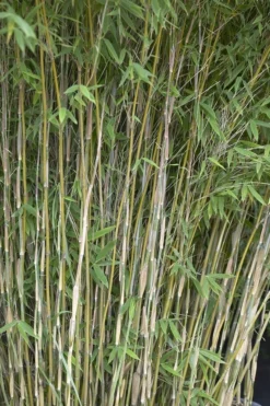 Bamboe (Fargesia Nitida 'Nymphenburg')