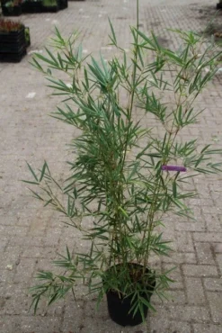 Niet Woekerende Bamboe (Fargesia Robusta) -Tuinplantenwinkel fargesia robusta 1 1