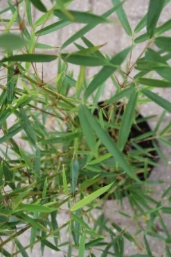 Niet Woekerende Bamboe (Fargesia Robusta) 21 Niet Woekerende Bamboe (Fargesia Robusta) -Tuinplantenwinkel fargesia robusta 2