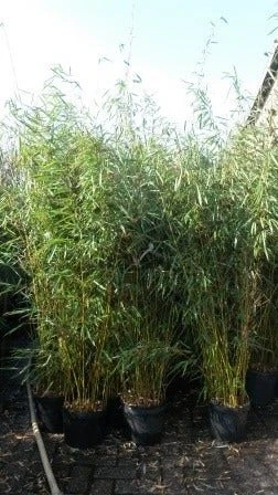 Niet Woekerende Bamboe (Fargesia Robusta) 9 Niet Woekerende Bamboe (Fargesia Robusta) - Afbeelding 9
