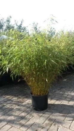 Bamboe (Fargesia Rufa) 17 Bamboe (Fargesia Rufa) -Tuinplantenwinkel fargesia rufa 1