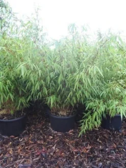 Bamboe (Fargesia Rufa) 24 Bamboe (Fargesia Rufa) -Tuinplantenwinkel fargesia rufa 100 125 c25