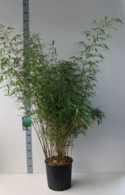 Bamboe (Fargesia Rufa) -Tuinplantenwinkel fargesia rufa 125 150 co. 18l kopie kopie 1
