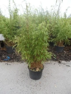 Bamboe (Fargesia Rufa) 23 Bamboe (Fargesia Rufa) -Tuinplantenwinkel fargesia rufa 80 100 125 c12