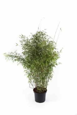 Niet Woekerende Bamboe (Fargesia 'Jiuzhaigou') -Tuinplantenwinkel fargesiajiuzhaigou01 1