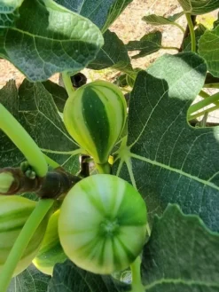 Vijg (Ficus Carica 'Panache') -Tuinplantenwinkel ficus caira panachee 2