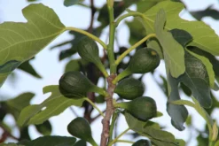 Vijg (Ficus Carica) 12 Vijg (Ficus Carica) -Tuinplantenwinkel ficus carica 2