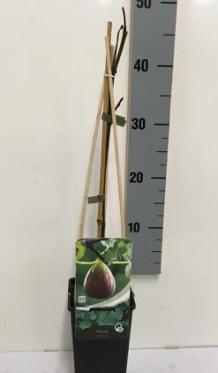 Vijg (Ficus Carica) 13 Vijg (Ficus Carica) -Tuinplantenwinkel ficus carica 50 60 c2