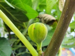 Vijg (Ficus Carica 'Panache') -Tuinplantenwinkel ficuscaricapanache01 1