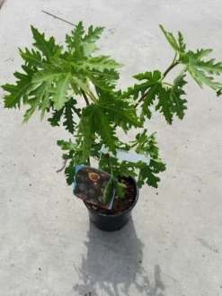 Vijg (Ficus Carica 'Ice Crystal') -Tuinplantenwinkel ficusicecrystal03