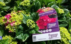 Hortensia Rood (Hydrangea 'Forever&Ever') -Tuinplantenwinkel foreverandever red01b 1