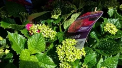 Hortensia Rood (Hydrangea 'Forever&Ever') -Tuinplantenwinkel foreverandever red02