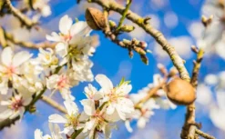 Amandelboom (Prunus Dulcis)