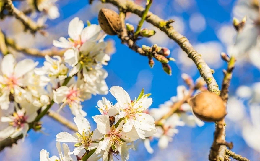 Amandelboom (Prunus Dulcis) 1 Amandelboom (Prunus Dulcis)