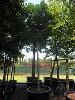 Pluim Es (Fraxinus Ornus 'Meczek') -Tuinplantenwinkel fraxinus ornus meczek 25 30ho c350 1