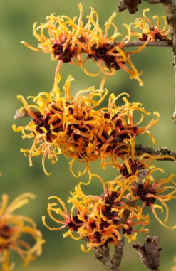 Toverhazelaar (Hamamelis Intermedia 'Orange Beauty') -Tuinplantenwinkel gaar00221