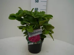 Rhododendron (Rhododendron 'Germania') -Tuinplantenwinkel germania c2 voor