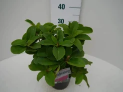 Rhododendron (Rhododendron 'Germania') -Tuinplantenwinkel germania c2 zij