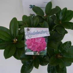 Rhododendron (Rhododendron 'Germania') -Tuinplantenwinkel germania c5 boven
